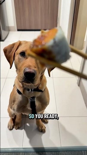 Critical Sushi Training with My Dog 🍣