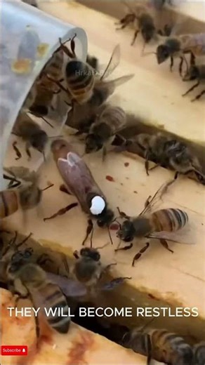What Happens When A Queen Bee Dies?