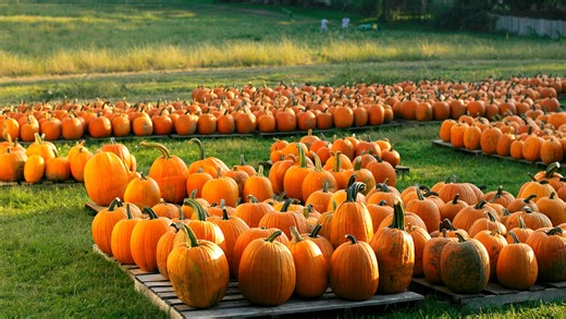 Pumpkin Harvest Festival among 5 things to do in Springfield this weekend