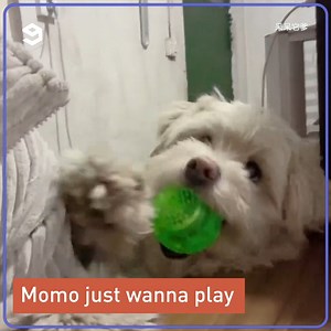 82K views · 1.8K reactions | Dog trying make fetch happen  | 9GAG Vibes | Facebook