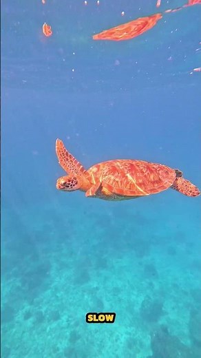 Turtle Facts You Didn’t Know! 🐢🌍 #TurtleFacts#WildlifeFacts #OceanLife #SeaTurtles#DidYouKnow