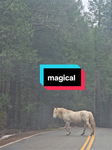 Experience the Magic of Horses in NorCal