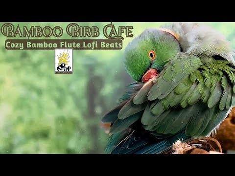 🎋 Bamboo Birb Café🍵Cozy Lo-Fi Beats w/Peaceful Happy Bamboo Flute Music for Calming Bird Room Vibes🌿