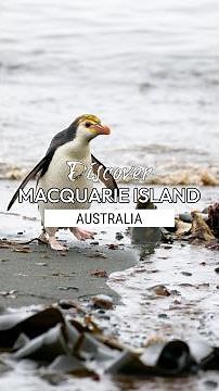 Macquarie Island, Sub-Antarctic Australia