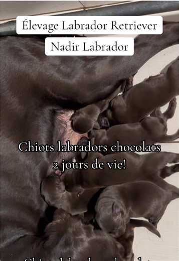 8 Chiots Labradors Chocolat de 2 Jours à Découvrir !