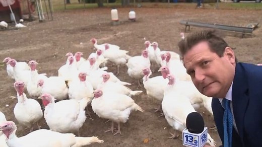 Did you know the weather affects how much turkeys gobble?