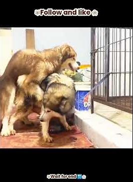 Dog Breeding Secrets | Understanding Dog Mating Behaviour #canineworld #petcareprovider