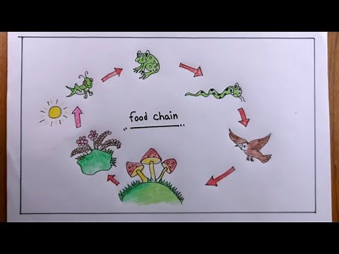 how to draw food chain easy/food chain drawing