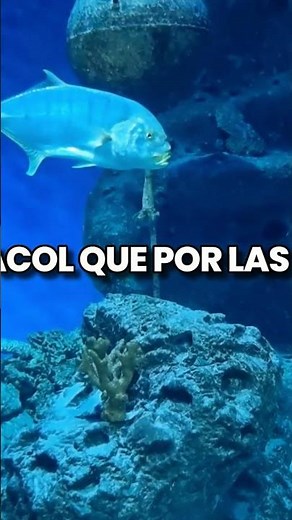 Los Mejores Chistes de Animales que te Harán Morir de Risa