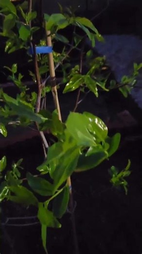雨の後に変化？ナツメ皇帝の成長を観察 #果樹栽培 #家庭菜園 #園芸