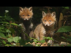 Fuchsbabys bei der ersten Vor-Bau-Besichtigung 2020 – fox puppies infront of den