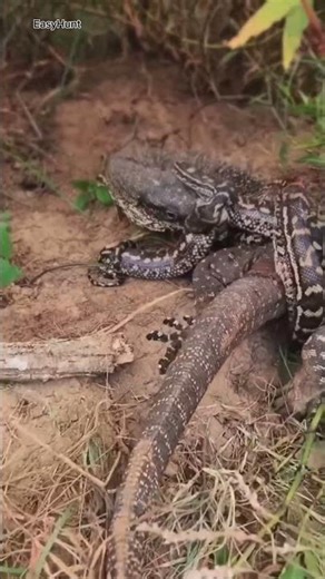 Python vs Monitor Lizard | Shocking Wildlife Fight in Africa#shorts