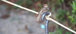 Use an Auger Anchor to Secure Items to the Ground | DoItYourself.com