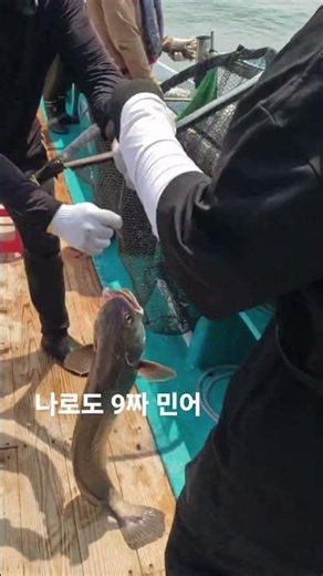 #나로도 #삼산낚시 #백마7호 9짜#민어 좀 더 긴 영상은 채널에서 봐주세요ㅋ