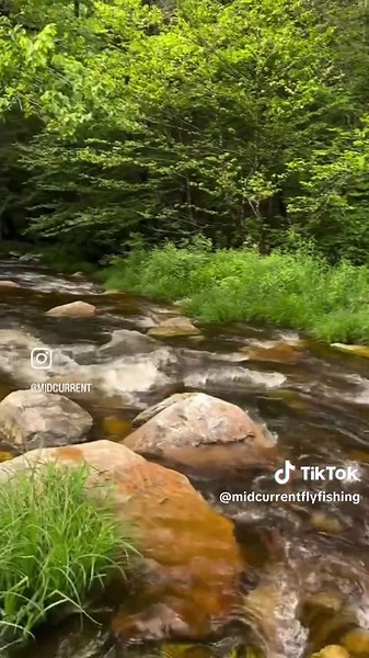 Midcurrent Fly Fishing on TikTok