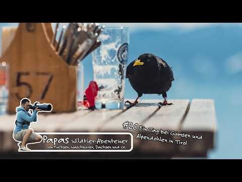 Folge 20 - Ein Tag bei Gämsen und Alpendohlen in Tirol