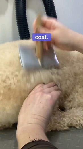 How to brush a dogs coat correctly and prep #groomerschoice #labradoodle #doggroomingtips #lovemud | Lovemuddoglady Alba