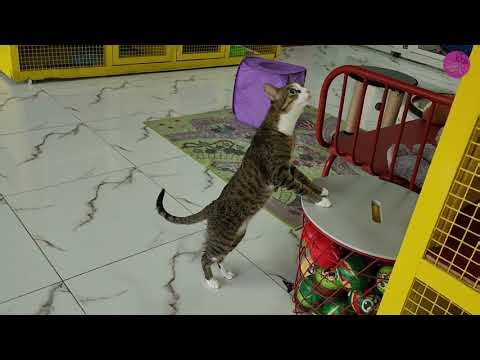 Zaza’s Holiday Stroll | Arabian Mau Cat Exploring Adventure