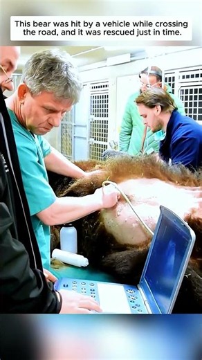 This bear was hit by a vehicle while crossing the road, and it was rescued just in time.