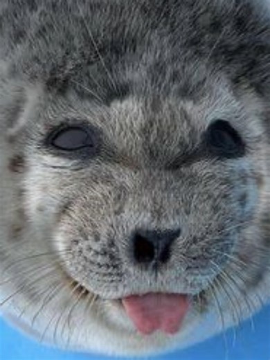 Exploring Brutal Death Metal Bands