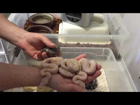 Éclosions de Python regius het. albinos X albinos