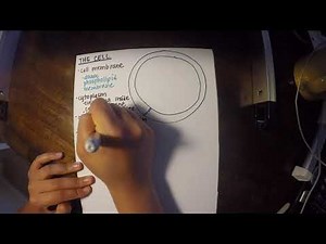 Human Anatomy - Cell