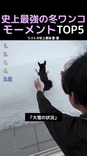 史上最強の冬ワンコモーメントTOP5