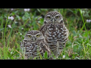 Burrowing Owls of Cape Coral, Florida