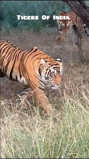 Jim Corbett Park Wildlife Photography ! Some moments experienced in Corbett Jungle Safari