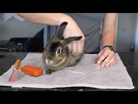 How to Groom Your (Rex) Rabbits during Shedding Season