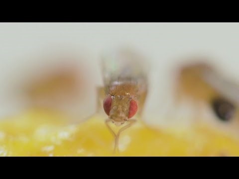 Medfly disruption operation underway in Santa Clara County