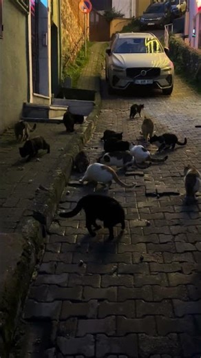 Cat dinner‘s ready #catshorts #cat