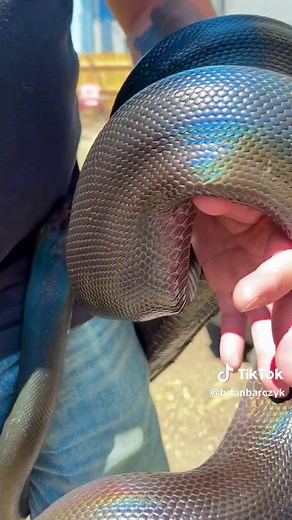 Discover the Fascinating World of Snakes