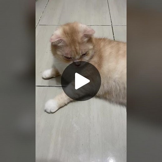 Mink mink mink😝#cat #catsoftiktok #貓 #fyp #neko