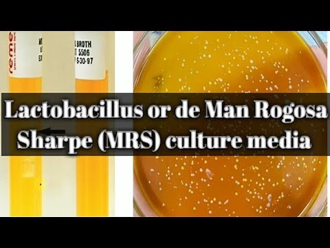 Lactobacillus or de Man, Rogosa & Sharpe media: culture media lecture 26