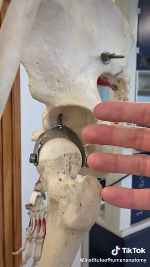 ACETABULUM!! Together with the femur, it forms the acetabulofemoral joint, or the hip joint. #learnontiktok #tiktokpartner #humananatomy