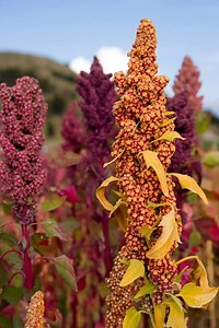 Ever wondered how the #quinoa plant looks like? Look at these! :) | Quinola