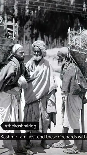 Himalayan Harvest: Kashmir’s Apple Legacy. #kashmir #youtubeshorts #viralvideo #apple #orchards