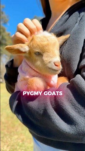 This PYGMY Goat Is The Most Active And Cutest Pet🐐