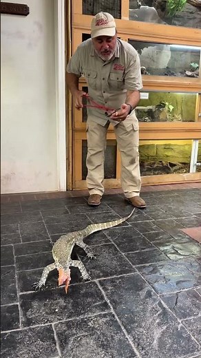 Nile Monitor on the Run🤩🥰 These lizards are very quick!😅