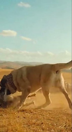 Spanish Mastiff: Guardian of the Castilian Plains
