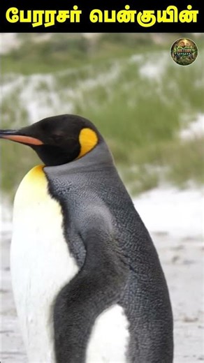 🐧 18 species of penguin 😮 ❄️| Nature Speaks