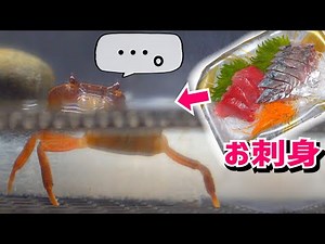 Try giving sashimi to a crab that has lost a limb...