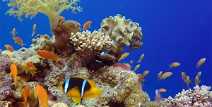 Beautiful Underwater Colorful Corals and Fishes