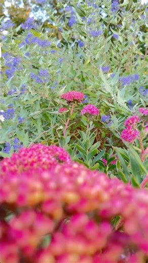 Magnetic Caryopteris Blooming 🎶🪻#gardenplants