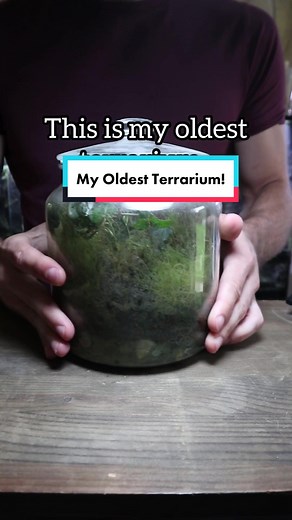 My oldest terrarium!🌱 #terrarium #terrariumbuild #terrariummaking