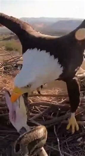 Epic Showdown: Bald Eagle vs. Python in a Wild Dust-Up #BaldEagle #Raptor #shorts