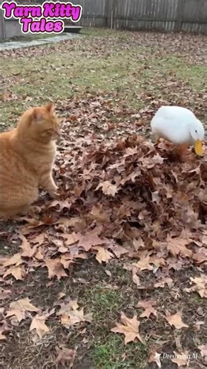 Cat Sets a Trap… And the Duck Walks Right Into It 😼🦆