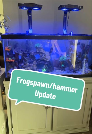 Hammer/frogspawn update!! It’s a good one!!! #reeftank #reefproblems #saltwateraquarium #saltwatertank #coralfrag
