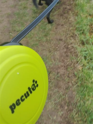 Best Retractable Dog Lead for Easy Walks with Your Pup